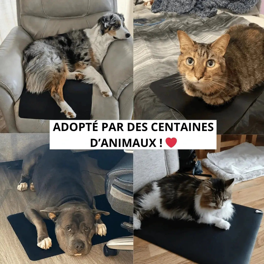 avis clients tapis de mise à la terre pour animaux
