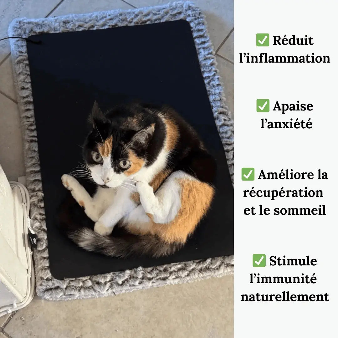 bienfaits du tapis de mise à la terre pour animaux